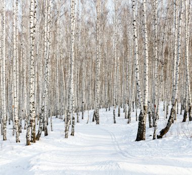 Ski run in a winter birch forest clipart