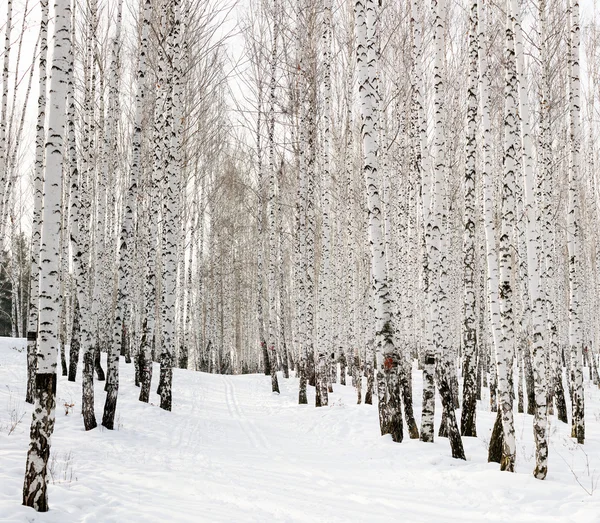 Corrida de esqui em uma floresta de vidoeiro de inverno — Fotografia de Stock