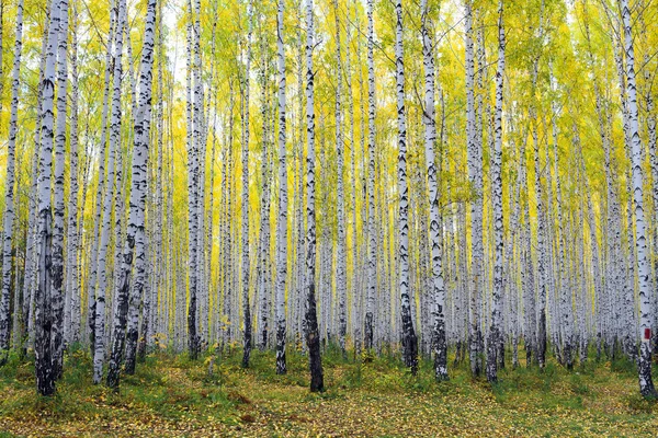 Bosque de abedul de otoño — Foto de Stock