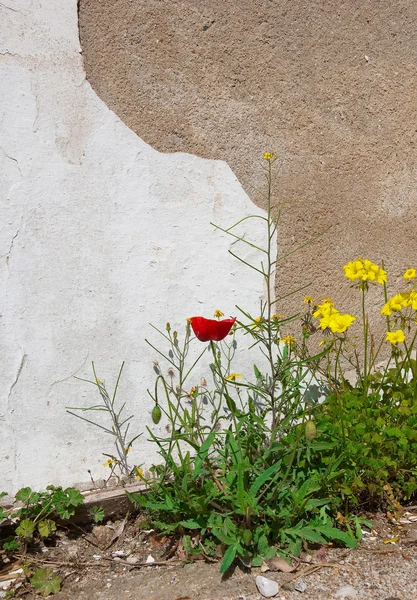 stock image Wildflowers near the whitewashed walls. Background.