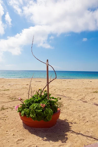 A clay pot with a flower on the sandy beach. mykonos — Stock Photo, Image