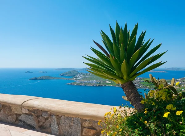 Wunderschöner grüner Kaktus vor blauem Meer auf der Insel Mykonos — Stockfoto