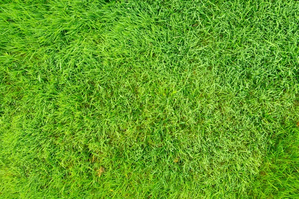 천연 그린 잔디 필드 — 스톡 사진