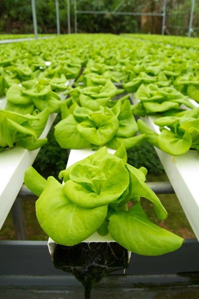 Granja de hortalizas hidropónicas — Foto de Stock