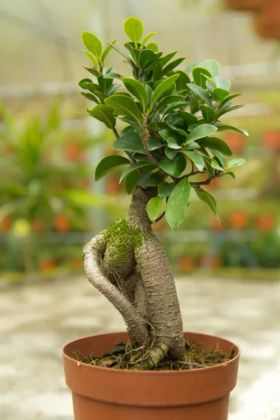 stock image Bonsai