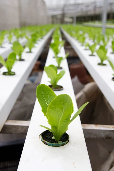 Hydroponic vegetable plantation — Stock Photo, Image