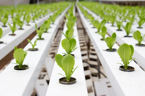 Hydroponic vegetable plantation — Stock Photo, Image