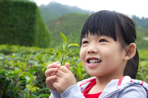 Маленький ребенок на чайной плантации — стоковое фото