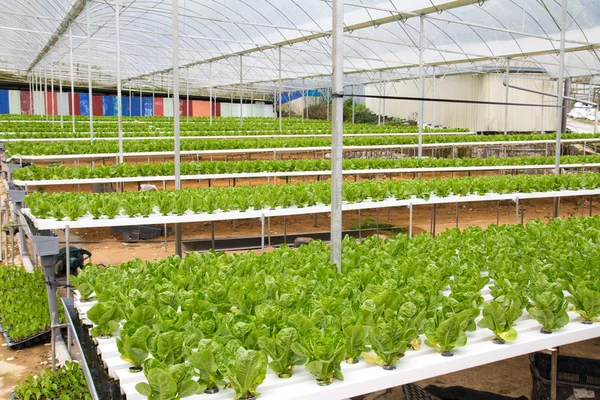 Hydroponic green house — Stock Photo, Image