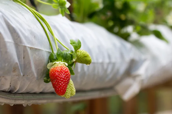 Strawberry farm — Stock Photo, Image