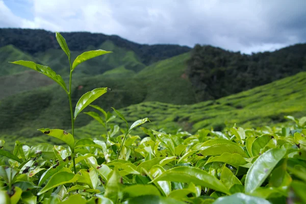 Кущ зеленого чаю — стокове фото