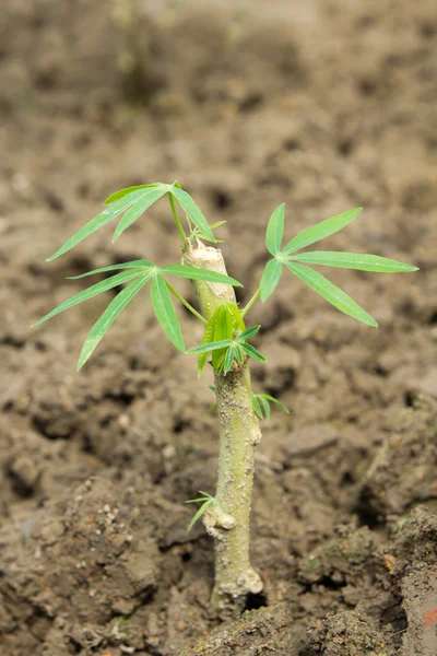 Neues Leben — Stockfoto