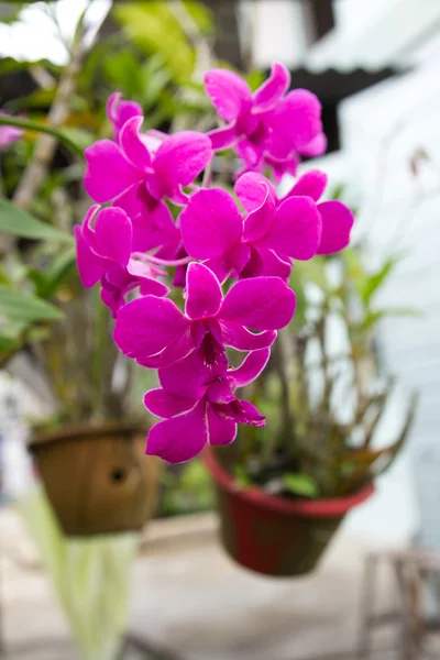Orchidée plante de fleur — Photo