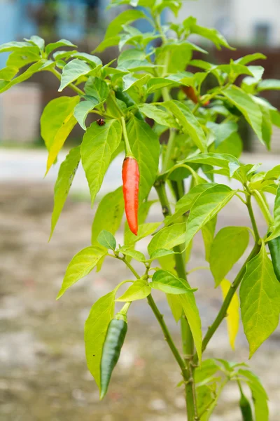 Red chilli pepper plant — Stock Photo, Image