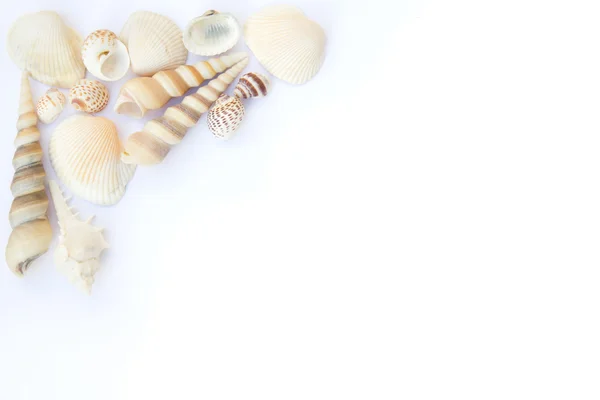Seashells cadru — Fotografie, imagine de stoc