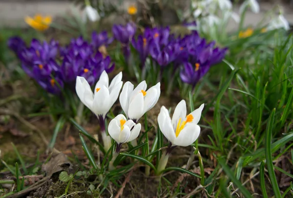 White and lilac crocuses in spring garden. — Stock Photo, Image