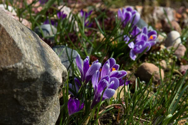 Lilac crocuses in rock garden. — Stock Photo, Image