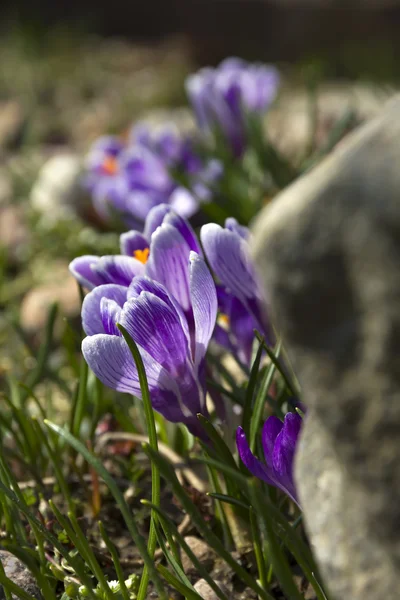 Lilac crocuses. — Stock Photo, Image