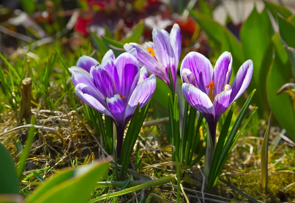 Lilac crocuses in spring garden. — Stock Photo, Image
