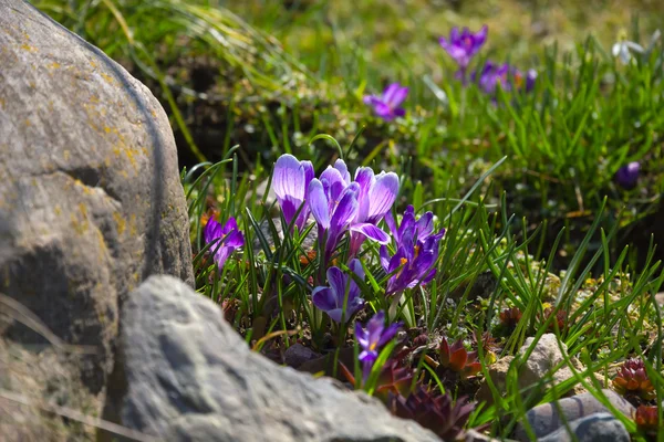 Lilac crocuses in rock garden. — Stock Photo, Image