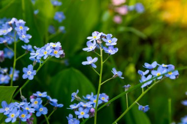 Unutma çiçek (myosotis sylvatica).