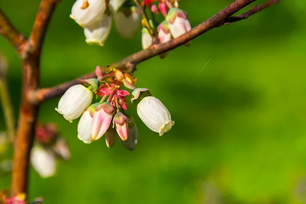 Bataklık whortleberries çiçek (vaccinium uliginosum üzerinde dewdrops). — Stok fotoğraf
