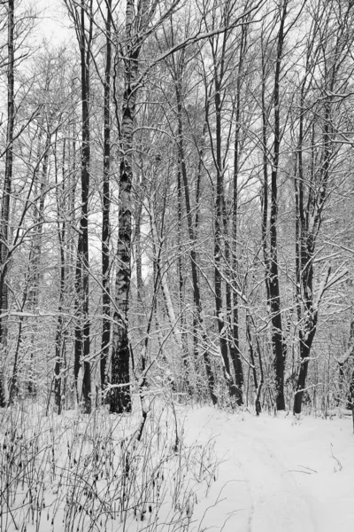 Pădure iarnă . — Fotografie, imagine de stoc