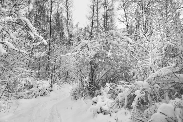 Pădure acoperită de zăpadă . — Fotografie, imagine de stoc