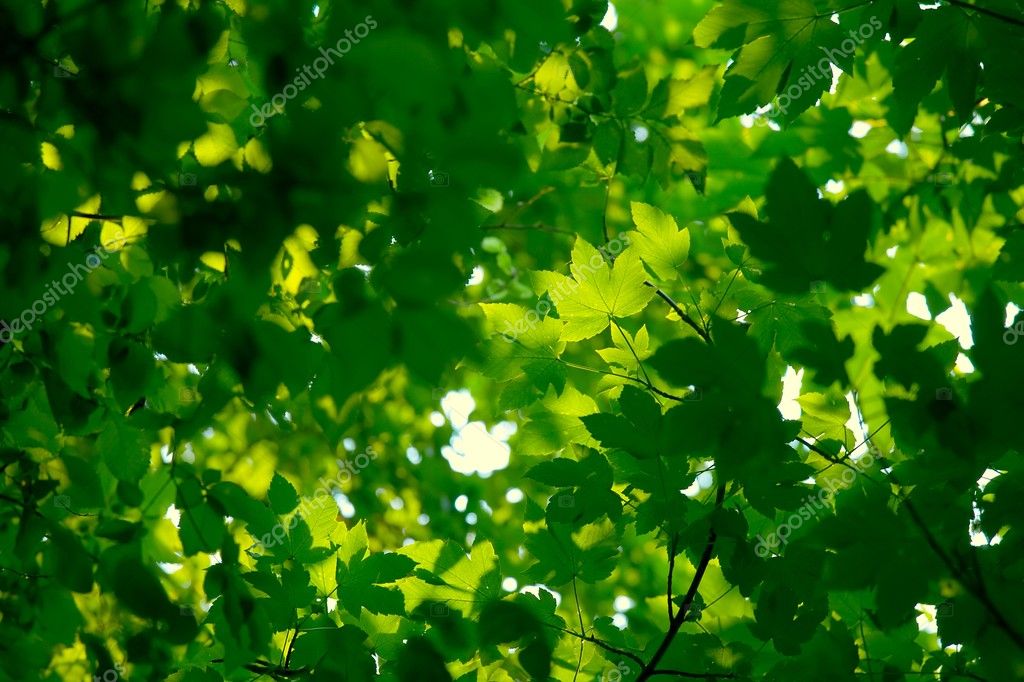 Greenery background Stock Photos, Royalty Free Greenery background Images |  Depositphotos