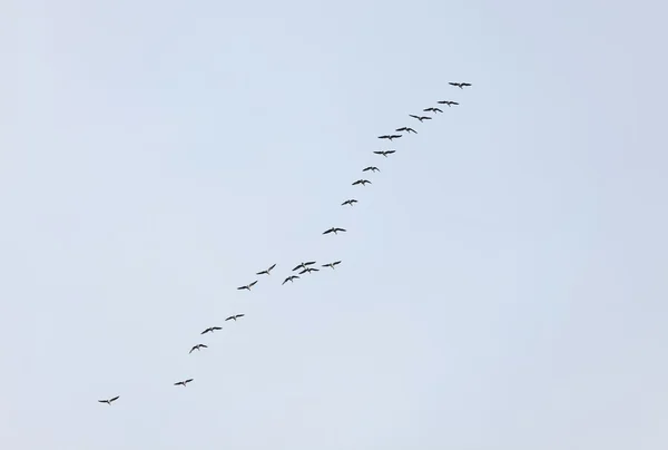 成群的鸟 — 图库照片