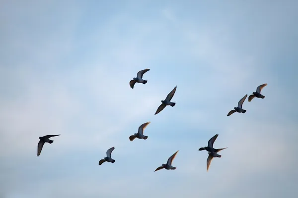 Aves voladoras —  Fotos de Stock