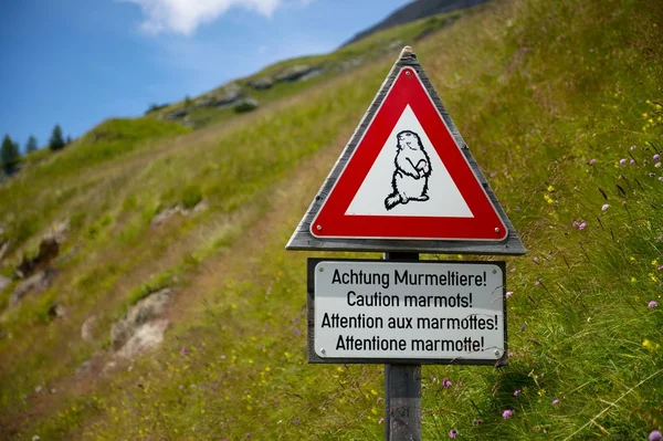 Marmotas — Foto de Stock
