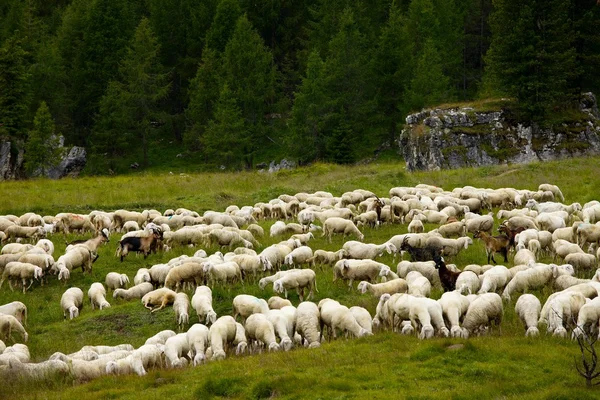 Koyun otlatma — Stok fotoğraf