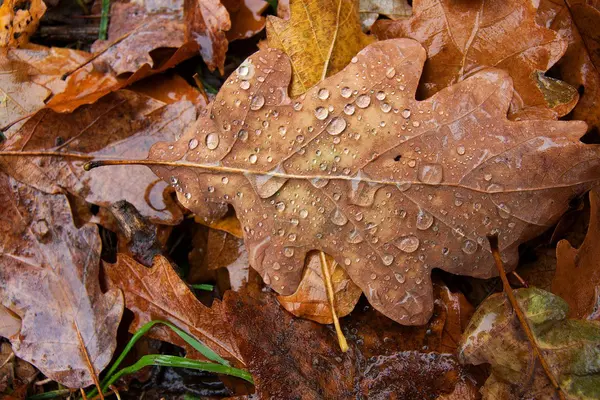 Fallen Leaves — Stock Photo, Image