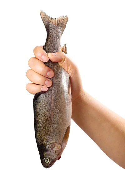 Fiska i hand — Stockfoto
