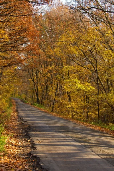 Осенняя дорога — стоковое фото