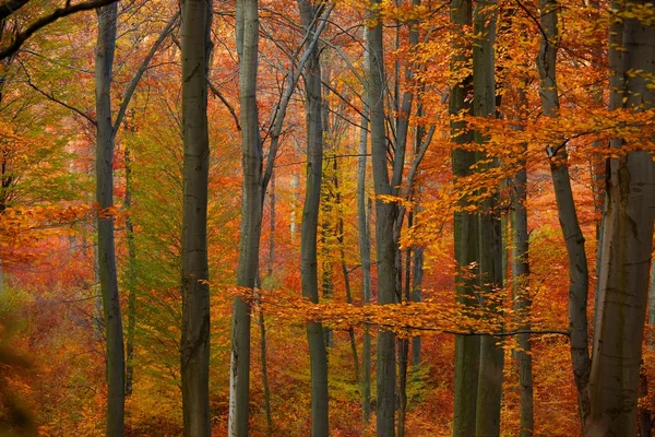 Höst skog — Stockfoto