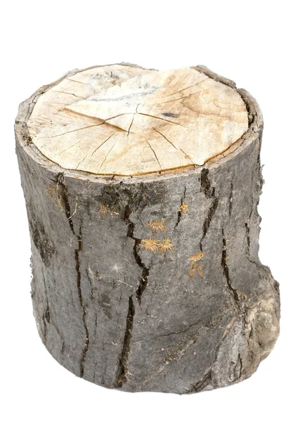 Wood Log — Stock Photo, Image