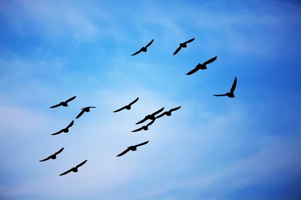 Vliegende vogels — Stockfoto