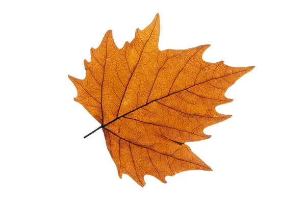 Leaf Closeup — Stock Photo, Image