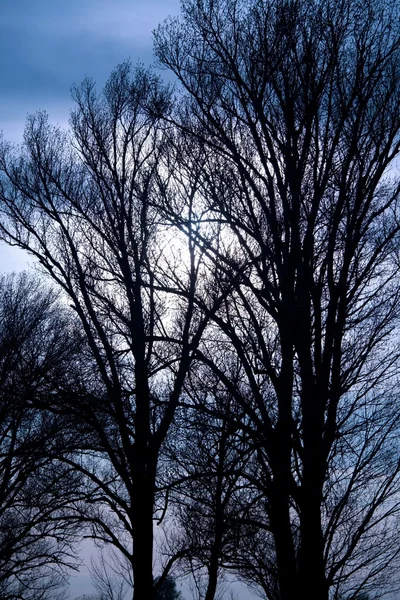 Leafless Trees — Stock Photo, Image