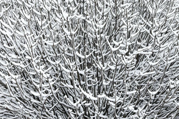 Ramas nevadas — Foto de Stock