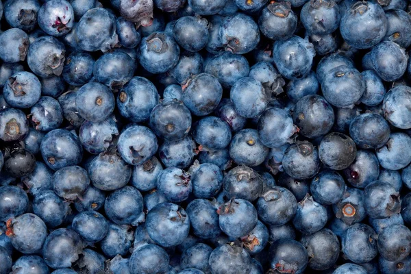 stock image Blueberries