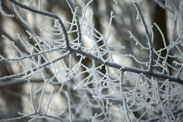 Naturaleza invernal —  Fotos de Stock
