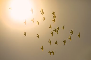 Flying Birds clipart