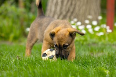 Genç köpek