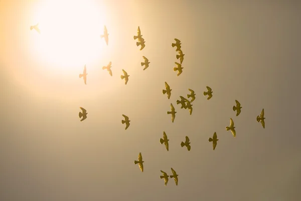 Ιπτάμενα πτηνά — Φωτογραφία Αρχείου