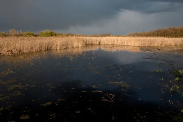 Stock image Swamp and storm