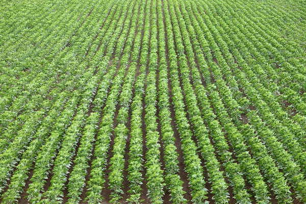 stock image Agriculture