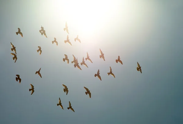 Ptaki flyng — Zdjęcie stockowe